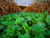 Bombshell 1/2 Acre Food Plot seed by Domain Outdoors