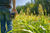 Milo 1/4 Acre Food Plot seed by Domain Outdoors