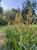 Milo 1/4 Acre Food Plot seed by Domain Outdoors
