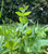 Winter Pea Bulk Pail 1/2 Acre Plot Seed by Domain Outdoors