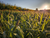 Landing Strip - Bulk Pail plot seed by Domain Outdoors