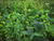 Mother Load Micro 1/6 Acre plot Seed by Domain Outdoors