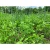Overhaul 1/4 Acre Food Plot by Domain Outdoors