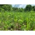 Overhaul 1/4 Acre Food Plot by Domain Outdoors
