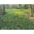 Overhaul 1/4 Acre Food Plot by Domain Outdoors