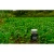 Sugar Momma 1/2 Acre Food Plot by Domain Outdoors