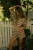 Striped Boxer-Way Down South by Tribe Kelley
