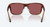 Los Alijos Sunglasses in Tortoise Frames and 580G Gold Lens by Costa Del Mar