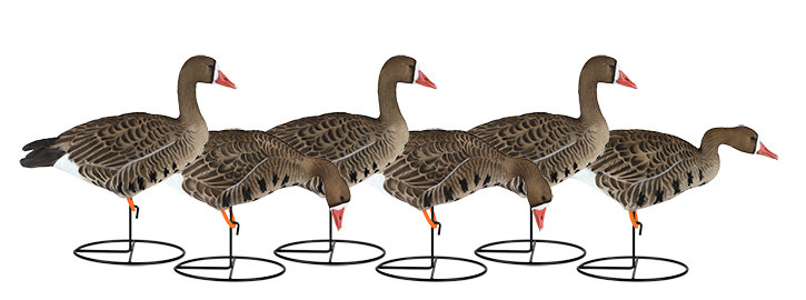 6 Pack Dakota Full Body Specklebelly Goose Decoys by Dakota Decoy Company