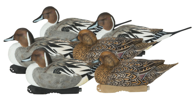 Image Alt Text: Avery GHG Pro-Grade XD Series Pintail Harvester Decoys 6 Pack by Banded, featuring DuraFeather™ soft body, lifelike poses, and vibrant paint for premium waterfowl hunting. Includes 2 Active Drakes, 2 Rester Drakes, and 2 Rester Hens for realistic Northern Pintail decoy spreads.