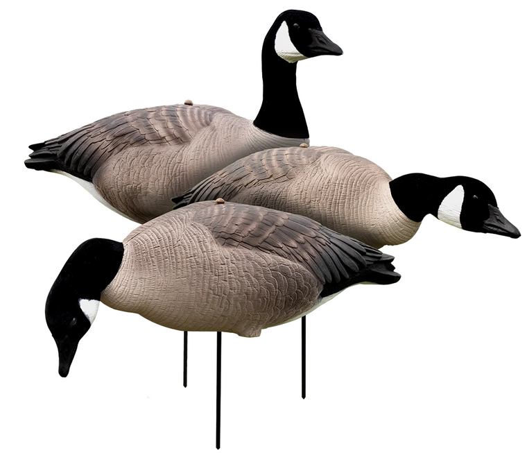 Canada EVAC Fullbody 6pk