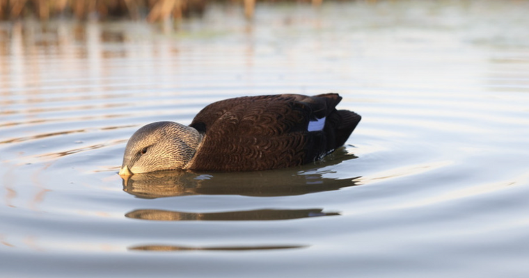 Power Shaker Motion Decoy Black Duck Surface Feeder by Avian X Power Shaker Motion Decoy Black Duck Surface Feeder by Avian X