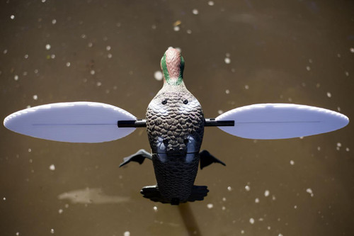 Mojo Green Wing Teal.00