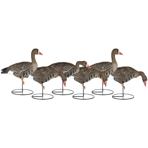 X-Treme Full Body Specklebelly Goose Decoys 6 Pack by Dakota Decoy Company featuring durable EVA plastic construction with Dakota Tuff technology for long-lasting use. Includes 3 feeders, 2 actives, and 1 sentry decoy, each 25"-29" long. Equipped with Wind Walker motion bases for lifelike movement, even in light winds, and a stretchable leg system for easy transport and assembly. Perfect for creating a realistic Specklebelly goose spread in all weather conditions. Ideal for serious waterfowl hunters.