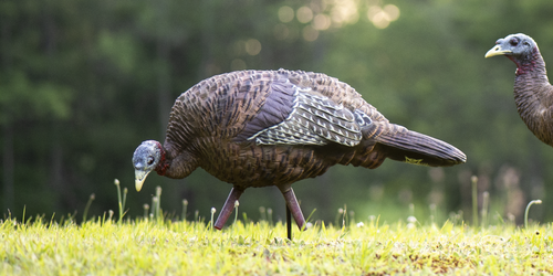 LCD Feeder Hen Turkey Decoy by Avian X