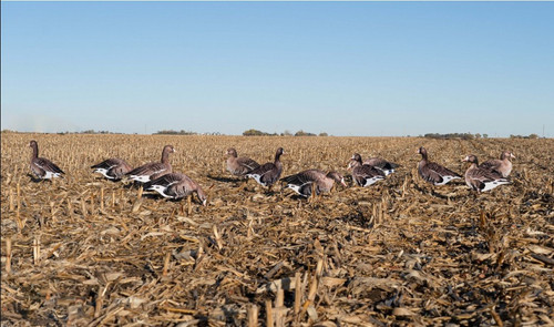 Avery GHG Pro-Grade Specklebelly Silhouette Decoys 12 Pack by Banded