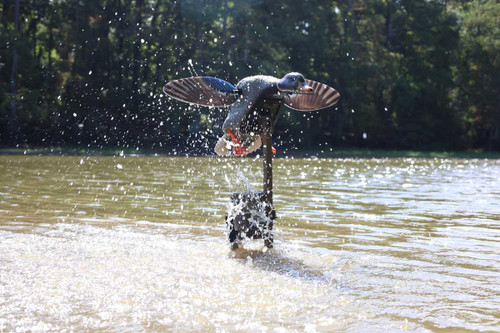 Mallard Triple Whammy by MOJO Outdoors
