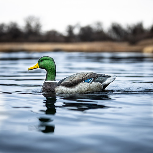 Super Swimmer Drake HDI by Lucky Duck