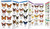 Butterflies & Moths
