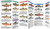 Trout & Salmon of North America