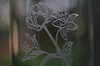 Closeup of Design Imagery Engraving Rose and Lily Art engraved on Crystal