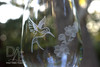 Closeup of Hummingbird by Design Imagery Engraving