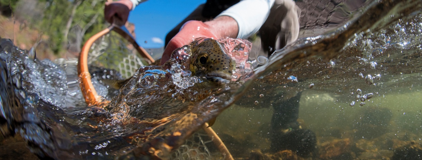 syndicate fly rods for sale