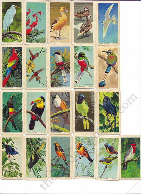 Brooke Bond Tea Cards - Series 6 - Tropical Birds