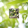 Olive Leaf Extract Concentrate (60 caps)