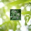 Burdock (100 caps)