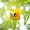 Bee Pollen (100 caps)
