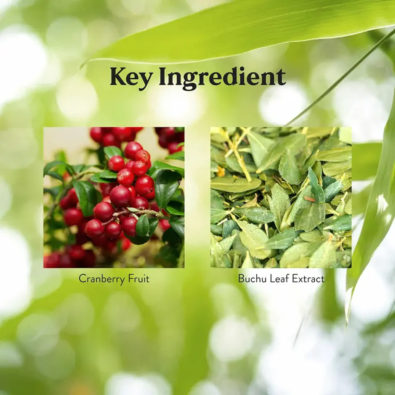 Cranberry & Buchu Concentrate (100 caps)