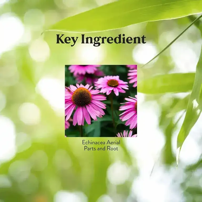 Echinacea Purpurea (180 caps)