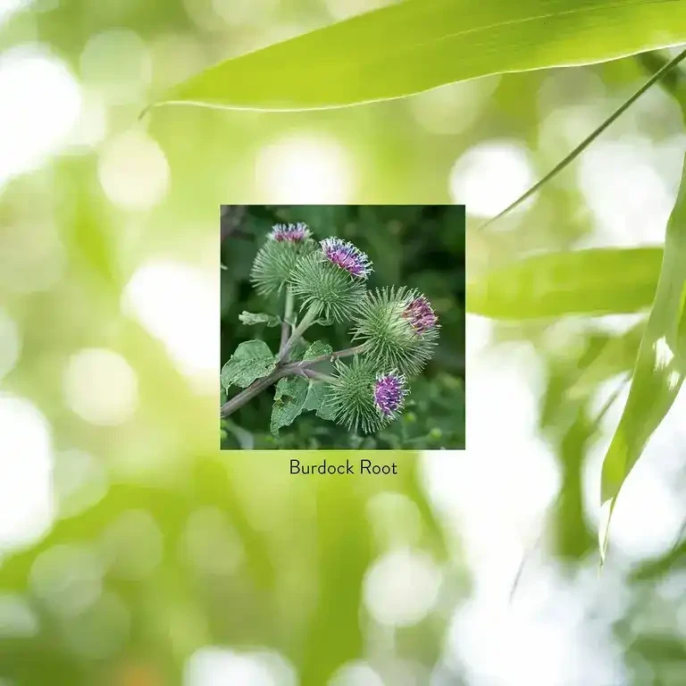 Burdock (100 caps)