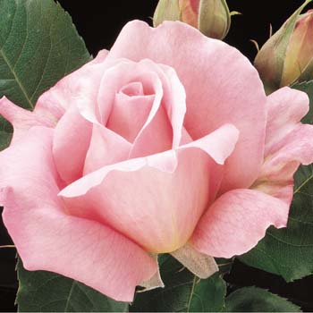 tiffany hybrid tea rose