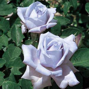 Blue Moon Hybrid Tea Rose