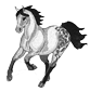 appaloosa2.png