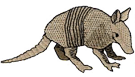 armadillo.png