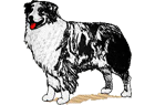 australianshepherd.png