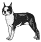 boston-terrier.png