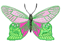 butterfly1.png