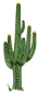 cactus.png