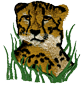 cheetah2.png