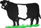 cow-belted-galloway.png