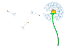 dandelion-seeds.png