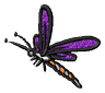 dragonfly.png