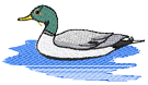 duck.png