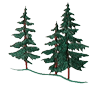 evergreens.png