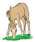 foal.png