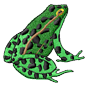 frog3.png